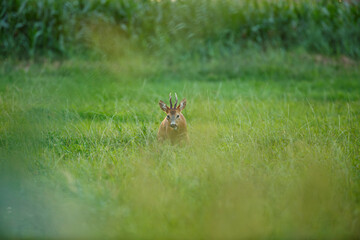 Deer spotted in a lush green field during early morning hours near a cornfield