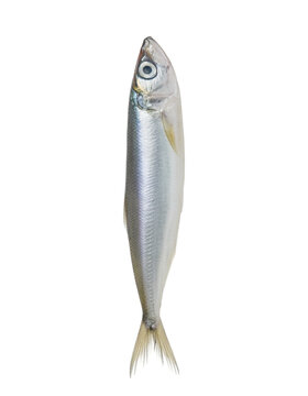 Silver fish on black background