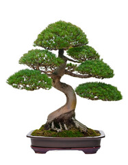 Ancient Bonsai Tree