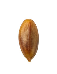 Single flax seed close-up