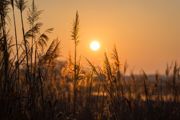Słoneczny poranek nad Stawami Dojlidzkimi, Podlasie, Polska © podlaski49
