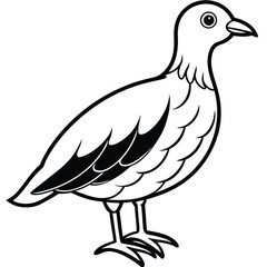 Columbidae isolated on white background