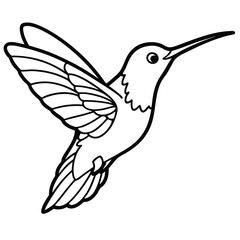 Hummingbird isolated on white background