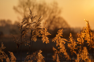 Słoneczny poranek nad Stawami Dojlidzkimi, Podlasie, Polska © podlaski49