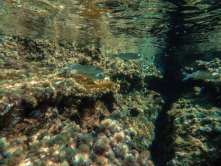 Fototapeta premium Dark blue ocean surface seen from underwater. Abstract waves underwater and rays of sunlight shining through, Sun light rays undersea deep, Underwater background with sea bottom, Mediterranean sea.