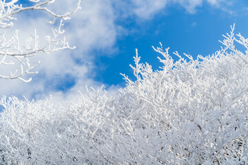 The frost-covered trees of Mt.Gozaisho