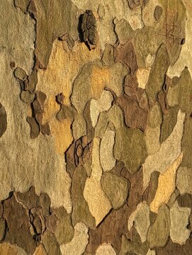 Textured bark of the platanus or London plane tree