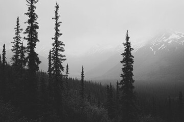 Misty mountain forest, Alaska, scenic view,  nature background, travel postcard