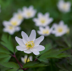 Beautiful close-up of an anemonoides nemorosa flower