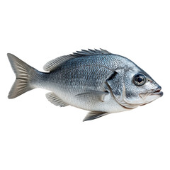 Obraz premium Freshwater Fish with Silvery Scales and Detailed Fin Structure, Isolated on White Background