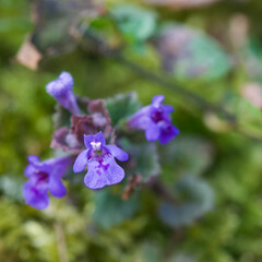 Beautiful close-up of glechoma hederaceae