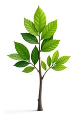 Single isolated tree branch on white background, simplicity, isolation, texture