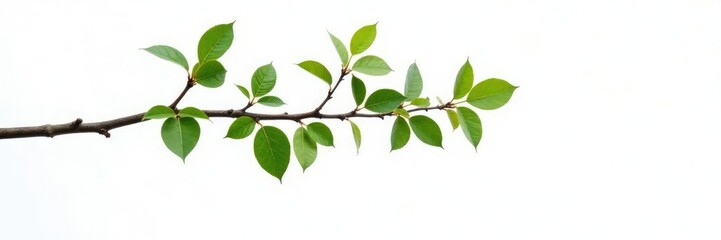 Single isolated tree branch on white background, white background, simplicity, nature