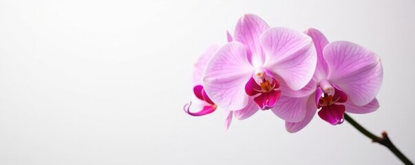 Delicate orchid blooms on a crisp white background, delicate petals, white