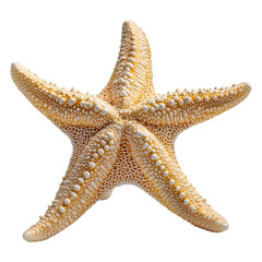 Starfish on White Background, Detailed Texture, Nature's Aquatic Beauty and Marine Life