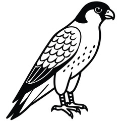 Falcon isolated on white background