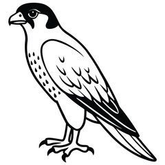 Falcon isolated on white background
