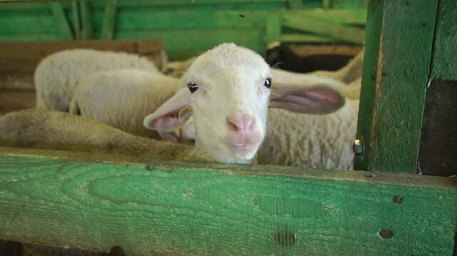 Funny cute little lamb looks out between a wooden fence at a farm close-up