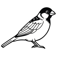 Old World sparrow isolated on white background