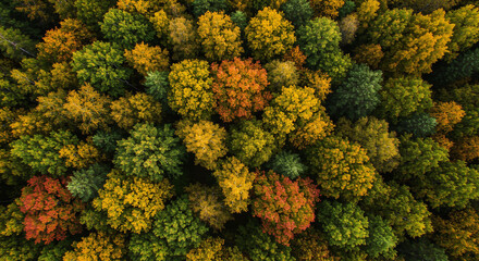 Naklejka premium Aerial view of a lush green forest canopy during the autumn season, with vibrant hues of yellow, orange, and red. Sunlight filters through the leaves, creating a warm and inviting atmosphere.