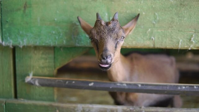 Funny cute brown goatling looks out between a wooden fence at a farm close-up