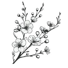 Delicate Cherry Blossom Line Art Illustration