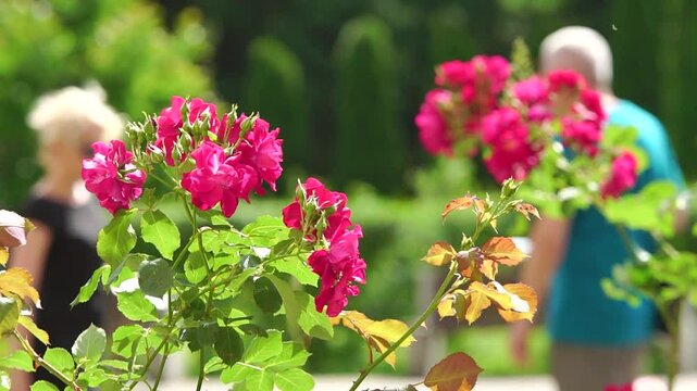 Pink roses close-up in a garden with undentified people walk at background