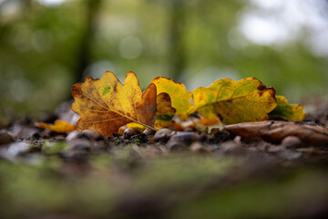 Herbstblätter
