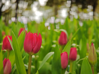 Naklejka premium red tulip in the garden