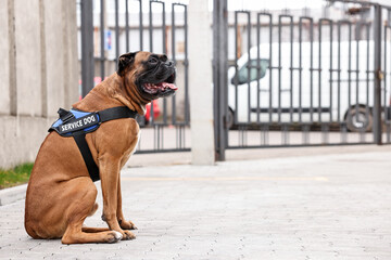 Cute service dog in vest sitting on city street. Space for text