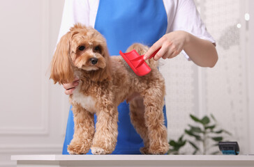 Woman brushing cute Maltipoo dog indoors, closeup