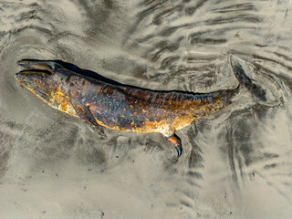 top view of Dead whale on a Baja California Sur sandy beach bahia magdalena aerial drone panorama