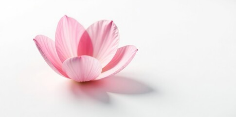 Obraz premium Delicate petal isolated on crisp white background, isolation, bloom, blossom
