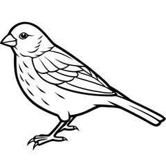 Atlantic canary isolated on white background