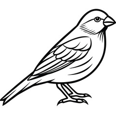 Atlantic canary isolated on white background