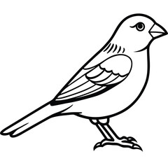 Atlantic canary isolated on white background
