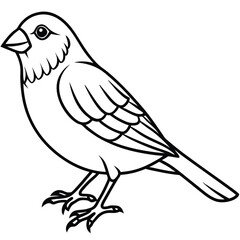 Atlantic canary isolated on white background