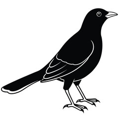 Common blackbird isolated on white background