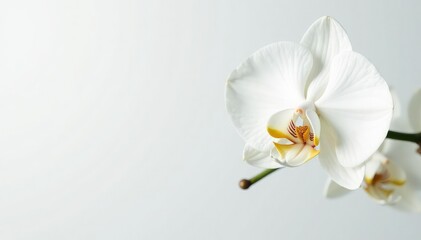 Obraz premium Delicate white orchid blossom against pure white backdrop, photo, picture