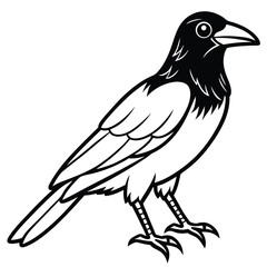 Crow isolated on white background