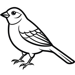 Passerine isolated on white background