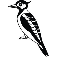Woodpecker isolated on white background