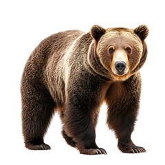 Obraz premium A robust brown bear with a thick coat, broad head, small ears, and dark eyes stands calmly in a realistic side-view portrait, full body isolated on a white background, showcasing its powerful presence
