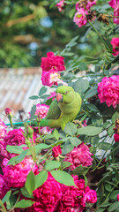 Rose-ringed parakeet perched on blooming rose bush