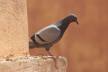 Rock Dove Close Up