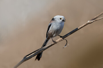 A long-tailed tit sits on a plant stem towards the camera lens with beige background with copyspace on a sunny spring day.