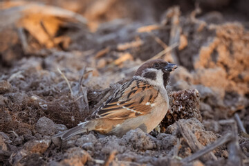 A close-up adult Eurasian tree sparrow sits on the field ground on a sunny spring evening. 