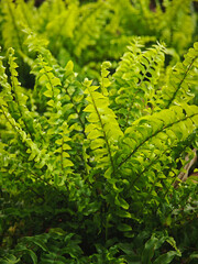 green fern leaves in garden
