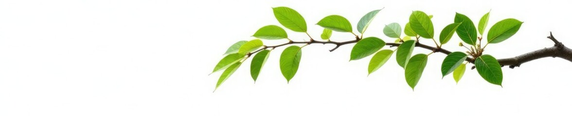 Naklejka premium Single isolated tree branch on white background, nature, isolation