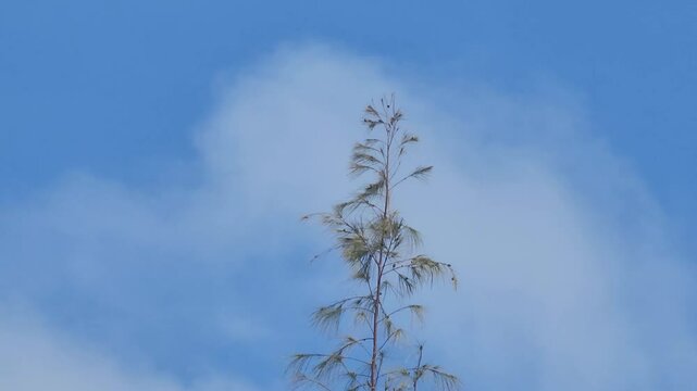 Verde Intenso e Nuvens Leves em Clip Relaxante